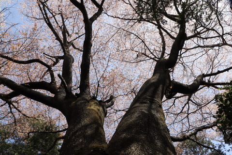 31日山桜コースの巨木②