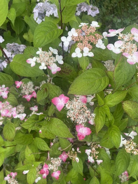 503248681_10052912244788477_293484231005456569_n