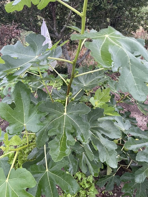 558969017_24779333361719789_8913574642883711250_n