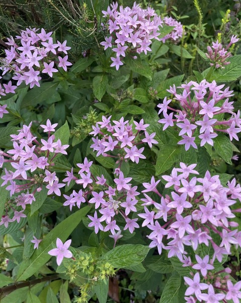 562332831_24932186833101107_779822800832702704_n