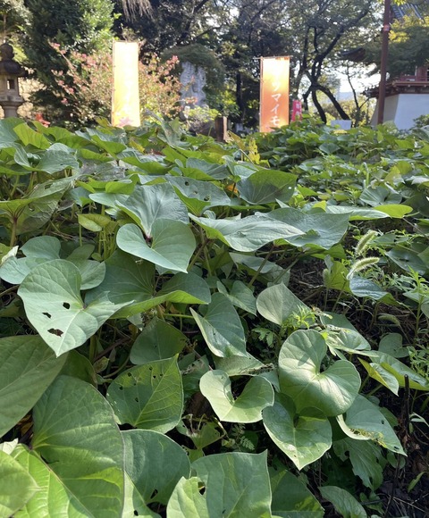 559257858_24921914257461698_8474727519882939005_n