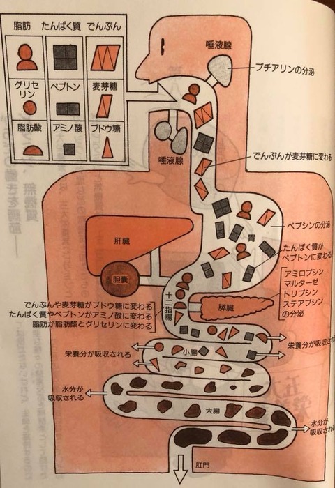 46525524_1974870225926093_8093097293504315392_n
