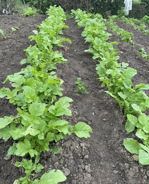 557595321_24779329848386807_4746017604414602444_n