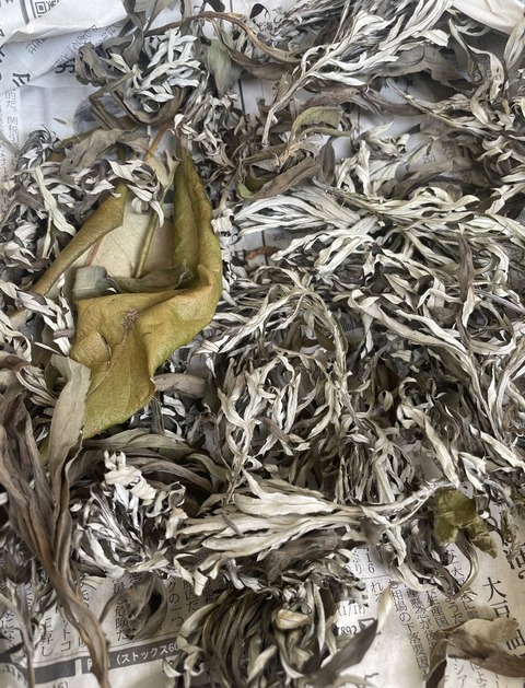 495012546_9929903550422681_7558469861733643334_n