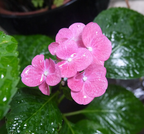 P1350417
