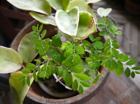 P1390433