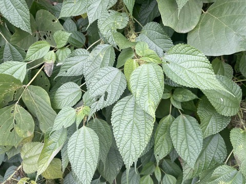 579090418_25140577855595336_2544223834942014479_n