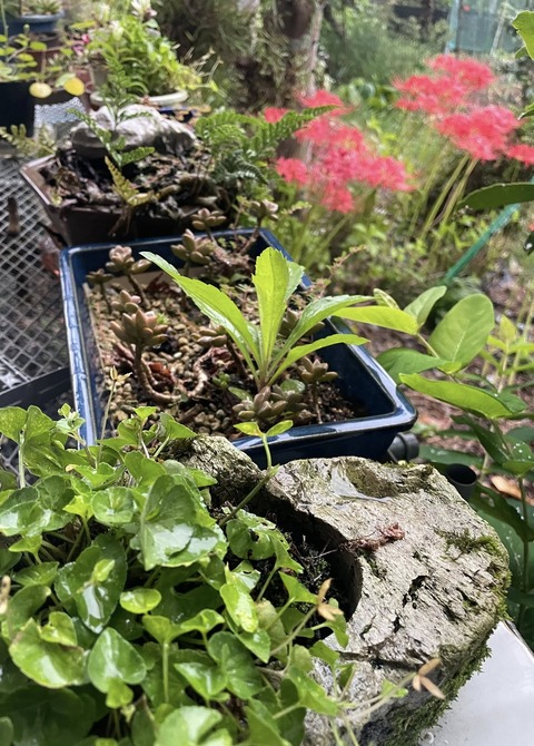 559027828_24779331515053307_3917561339385785521_n