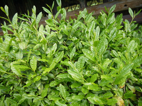 P1300602