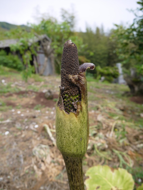 P1300598