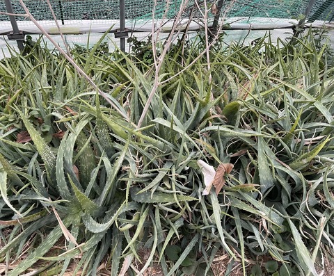 557363714_24779333808386411_6102768672369844661_n