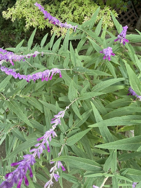 565117715_24932186926434431_3798259764145034179_n