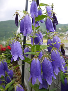 P1060830