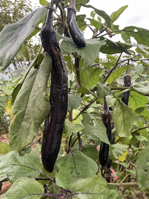 558128920_24779332948386497_3423713231813881437_n