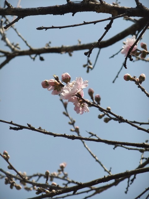DSCF3535