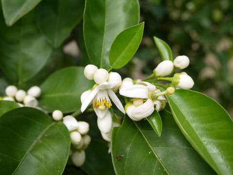 P1300600