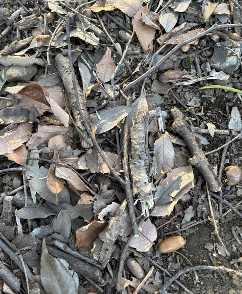 619250841_25751997214453394_2762916163734646048_n