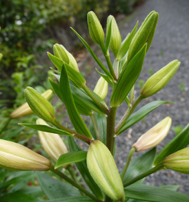 P1060829