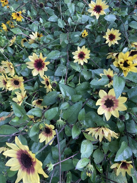 563614084_24932187553101035_2931600873438027616_n