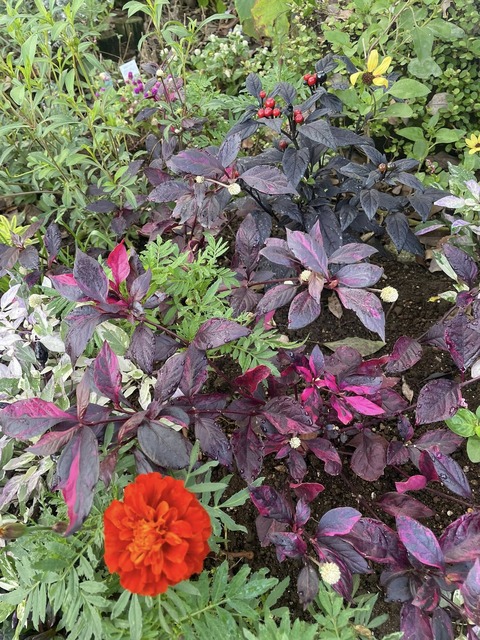 564617543_24932187173101073_3969862466942159466_n