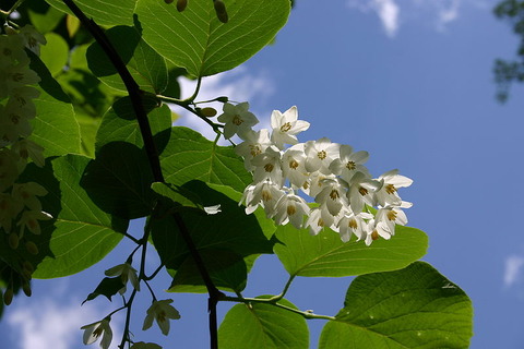 800px-Styrax_obassia_flowers_002
