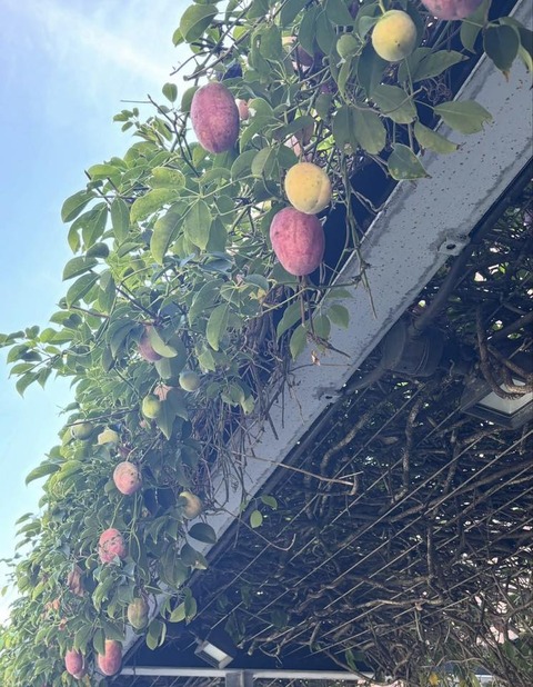 577540517_25140576958928759_2432544561007322064_n