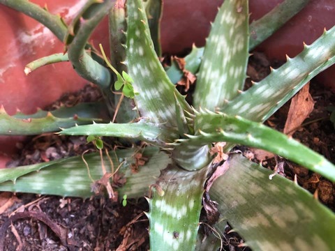 188514151_4035733086506453_3467633455107450077_n