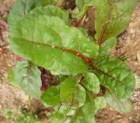 P1300627