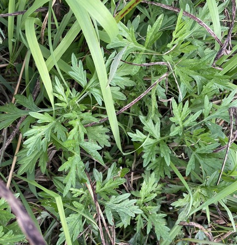 579151723_25140577005595421_1760060780232011963_n