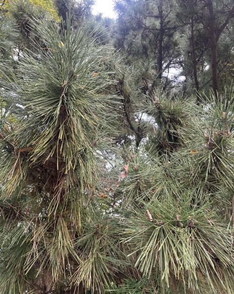 578522701_25140574645595657_4241355251257613459_n