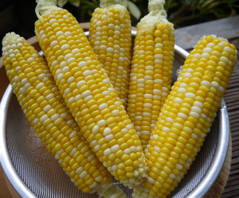 P1310514