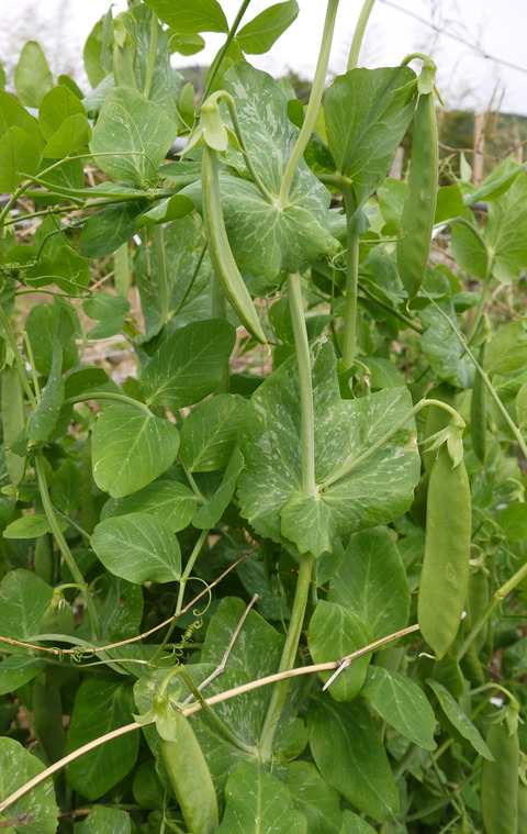 P1300591