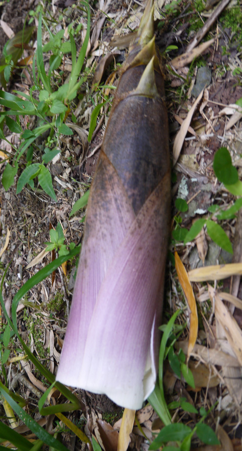 P1300542