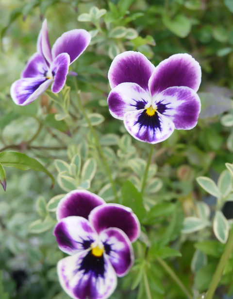 P1350205