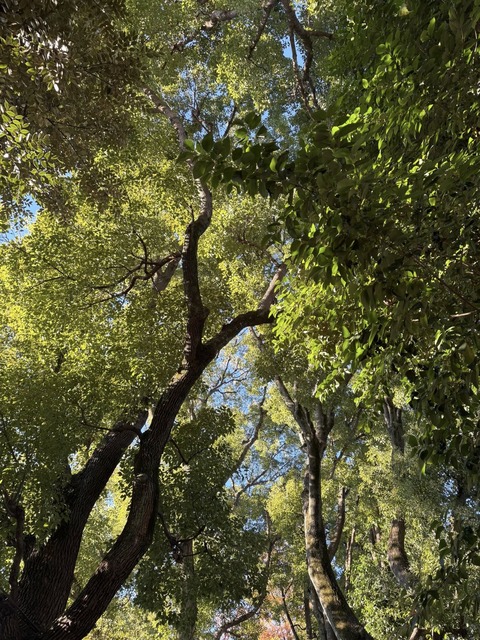 595296345_25375471918772594_2135433337395489407_n