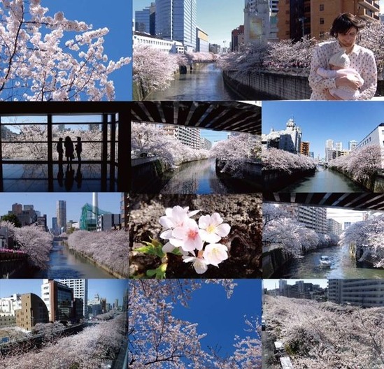 sakura