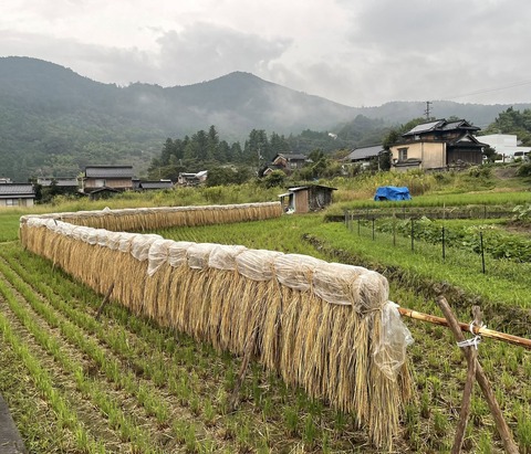 559342935_24779332438386548_5302095312739326549_n