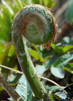 240px-Osmunda_japonica_002
