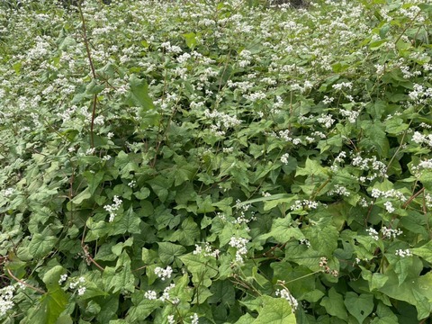 579172365_25140575935595528_2895898075094415216_n