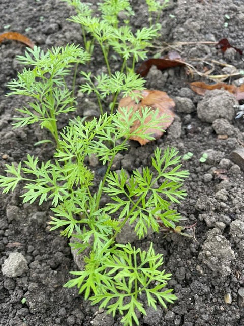 558281283_24779328455053613_5379982711784174641_n