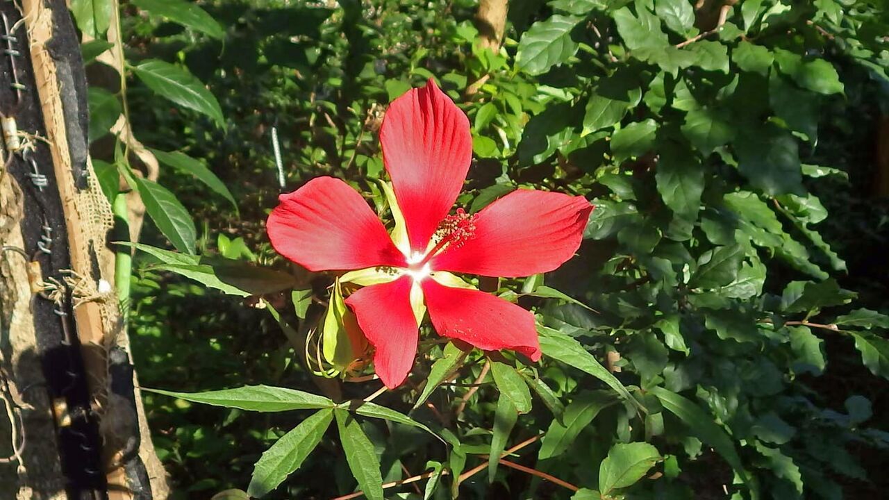 7月31日 モミジアオイが咲きました Sanaru Koのblog