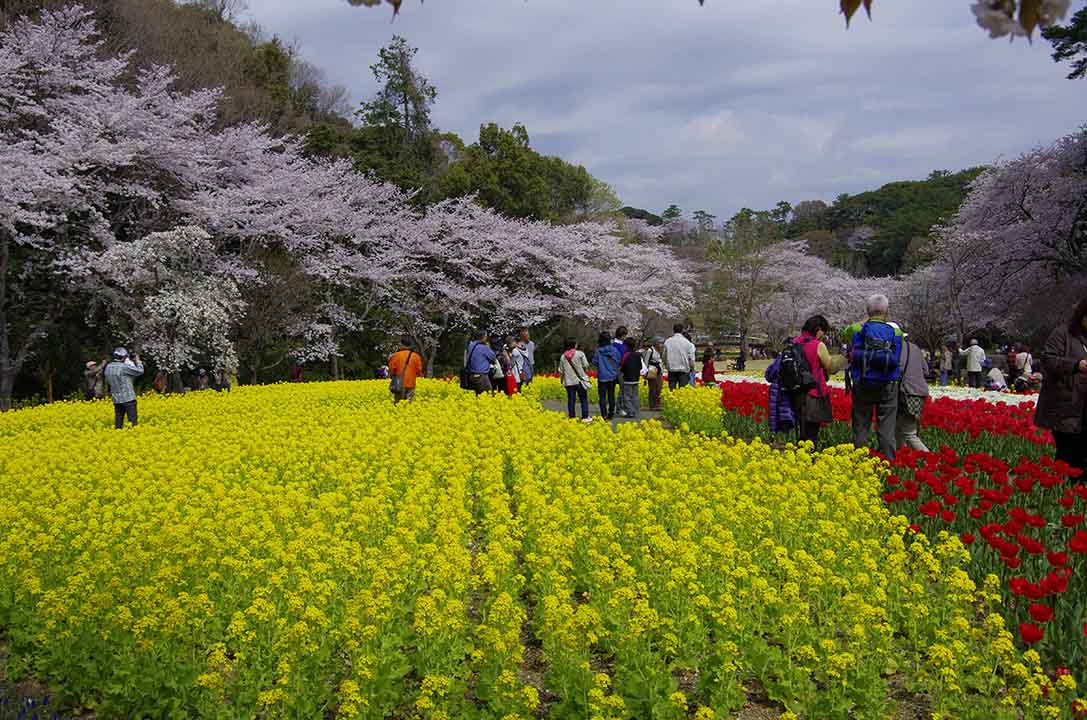 4月1日 浜名湖花博2014 : sanaru_koのblog