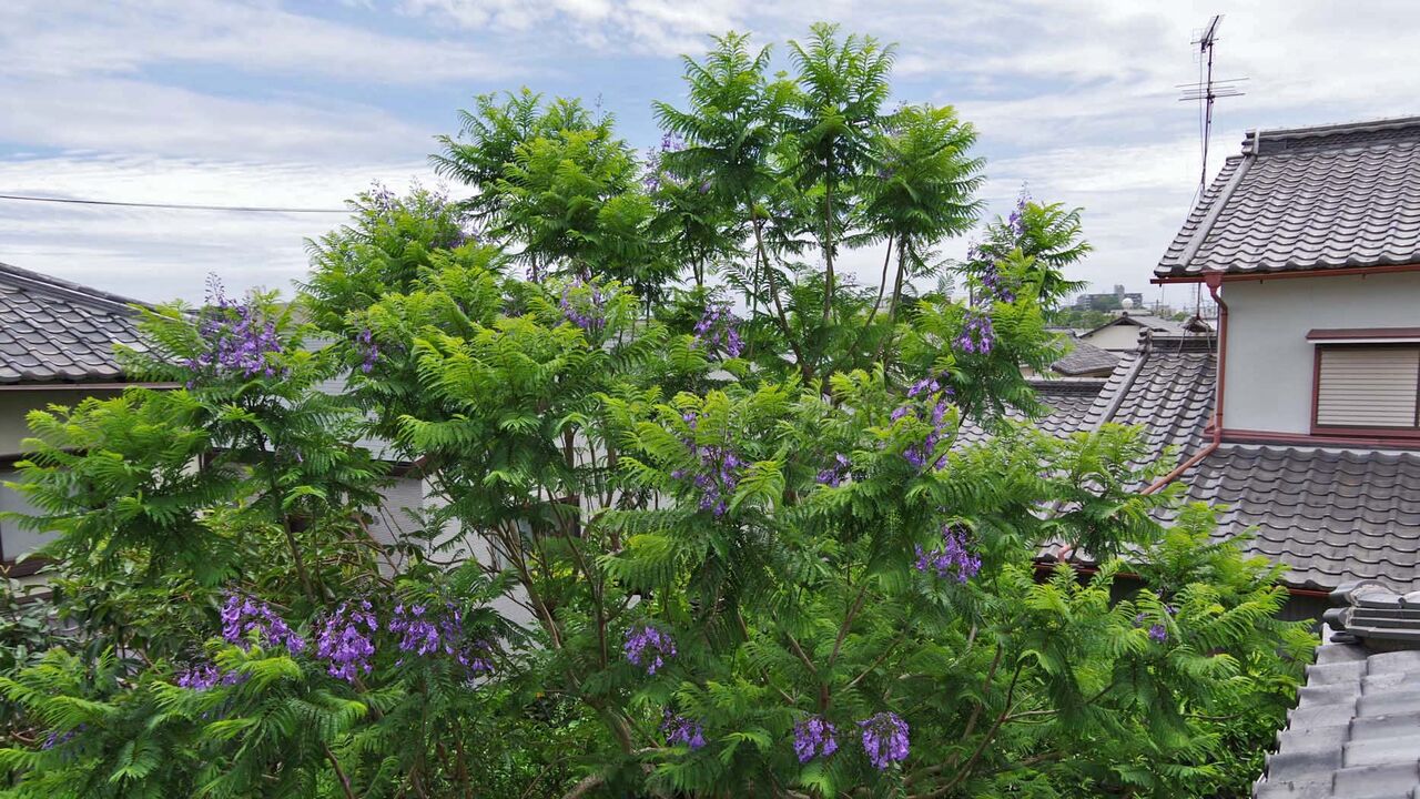 6月12日 ジャカランダ満開 Sanaru Koのblog 6月12日 ジャカランダ満開 Sanaru Koのblog