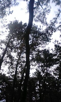 PA0_0008