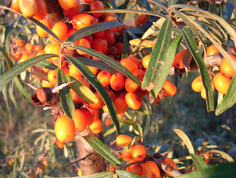 スクリーンショット 2020-06-27 9.11.34