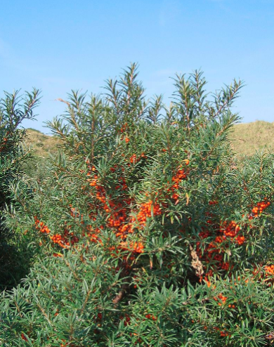 スクリーンショット 2020-06-27 9.10.39