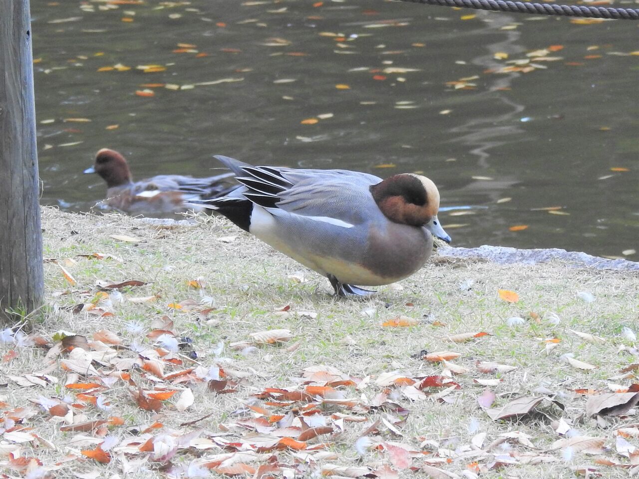 カモの種類が増えてきた 新 小鳥記 鳥好き中１男子の鳥日記