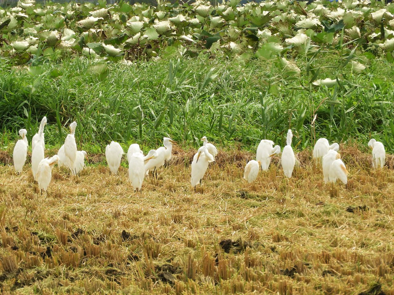 夏休みの終わりに海へ 新 小鳥記 鳥好き中１男子の鳥日記
