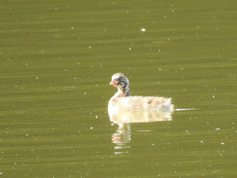 20200528カイツブリ1