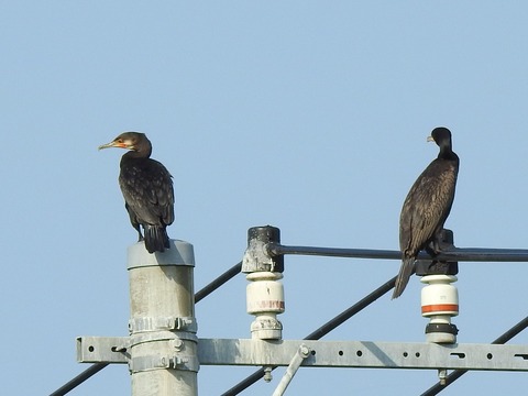 20200803カワウ1